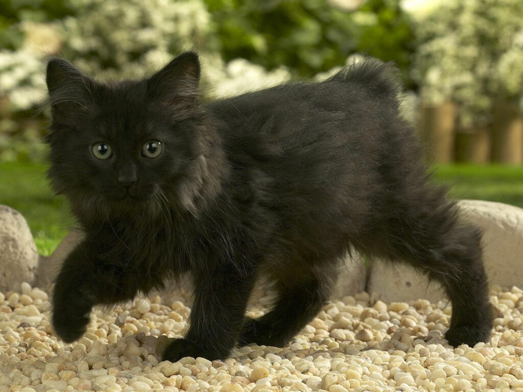 Fluffy Black Cat on Pebbles: Cozy Greenery Background Image Wallpaper