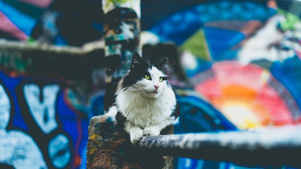 Fluffy Cat with Black & White Fur Against Colorful Graffiti Backdrop Wallpaper