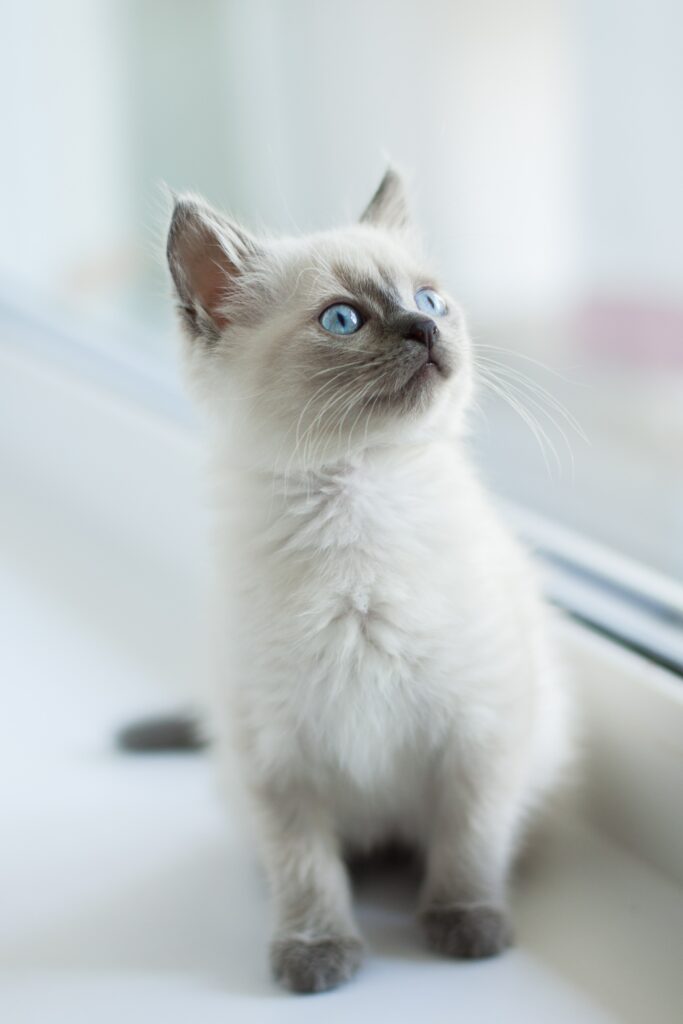 Fluffy Kitten with Blue Eyes by Window - Perfect Pet Wallpaper