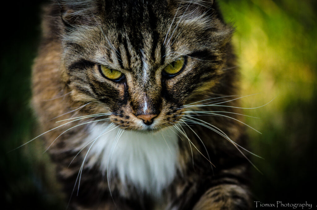Fluffy Brown Cat Close-Up with Yellow Eyes | Captivating Pet Wallpaper