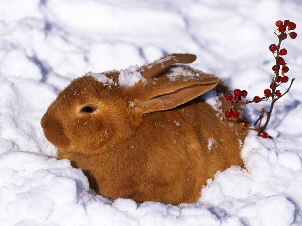 Fluffy Brown Rabbit in Snow with Red Berries - Winter Wonderland Background Wallpaper