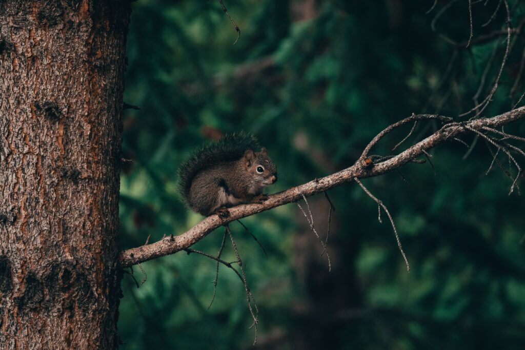Fluffy Brown Squirrel on Tree Branch in Lush Forest Wallpaper