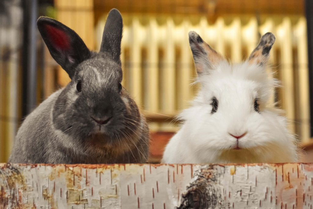 Two fluffy bunnies behind birch log gray and white rabbits warm background animal wallpaper