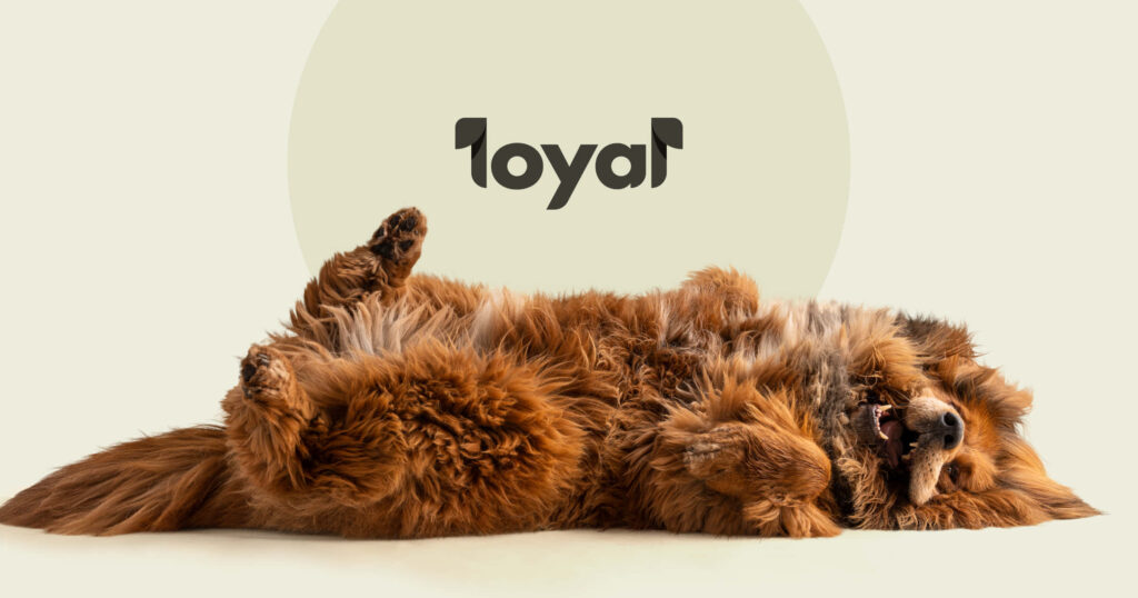 Fluffy Caramel Dog Playfully Relaxing on Soft Light Background Wallpaper