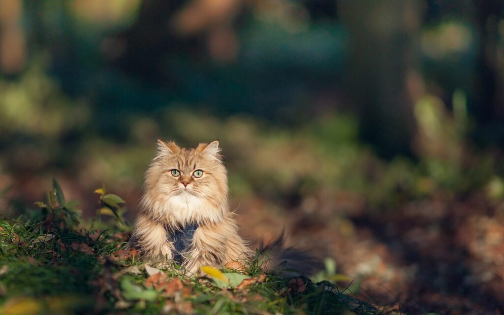 Fluffy Cat in Autumn Foliage: Serene Nature-Inspired Wallpaper