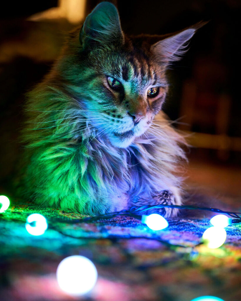 Fluffy Cat Among Christmas Lights: A Cozy Holiday Atmosphere Wallpaper