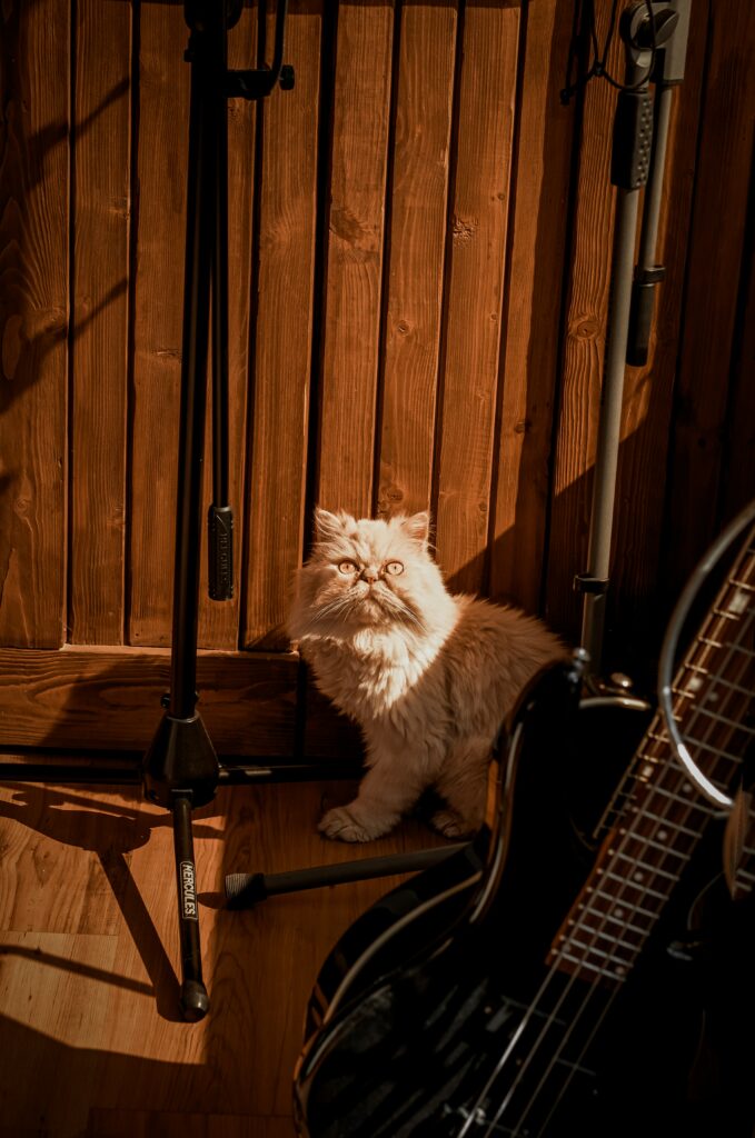 Fluffy Cat Surrounded by Instruments: Cozy Musical Wallpaper