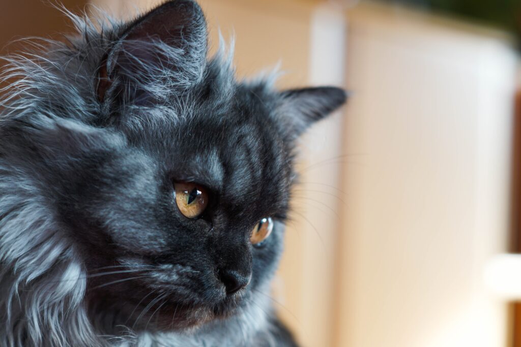 Expressive Fluffy Cat Close-Up Wallpaper: Soft Fur & Warm Aesthetic