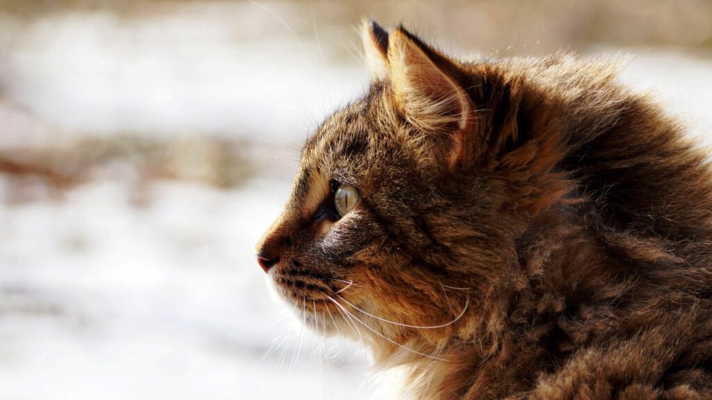 Fluffy Cat Close-Up Wallpaper: Soft Fur & Attentive Expression