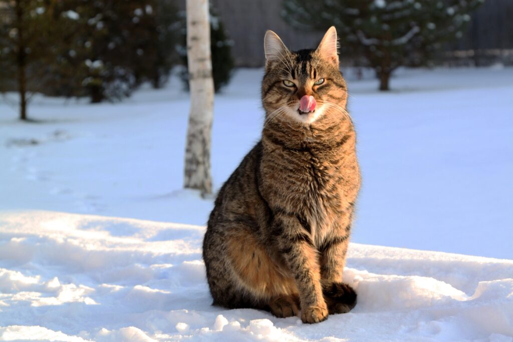 Fluffy Cat Licking Itself in Serene Winter Snowy Landscape Wallpaper
