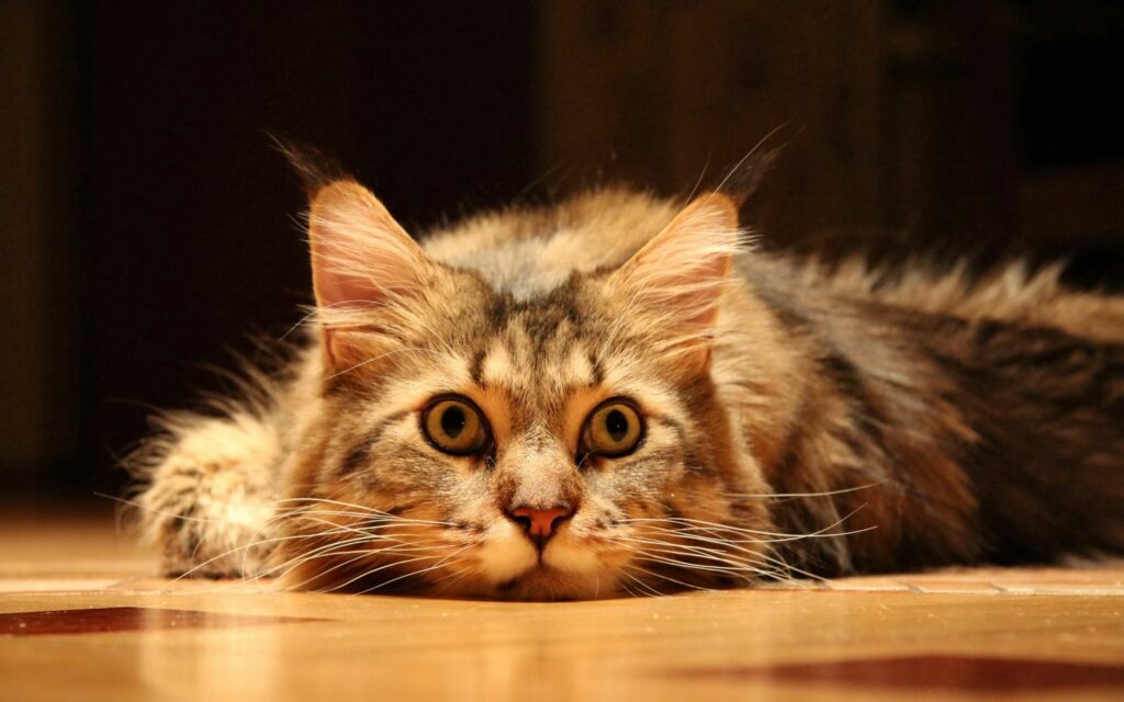 Charming Fluffy Cat Wallpaper: Calm & Curious, Perfect for Cat Lovers