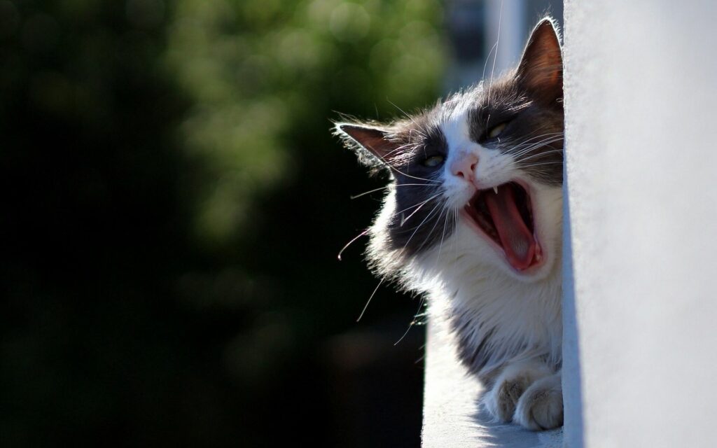 Fluffy Cat Yawning: Cute and Funny Feline Wallpaper Background
