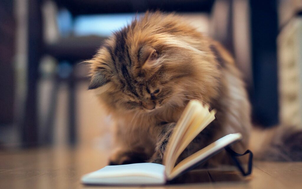 Fluffy Cat Paws at Open Book in Cozy Whimsical Scene Wallpaper