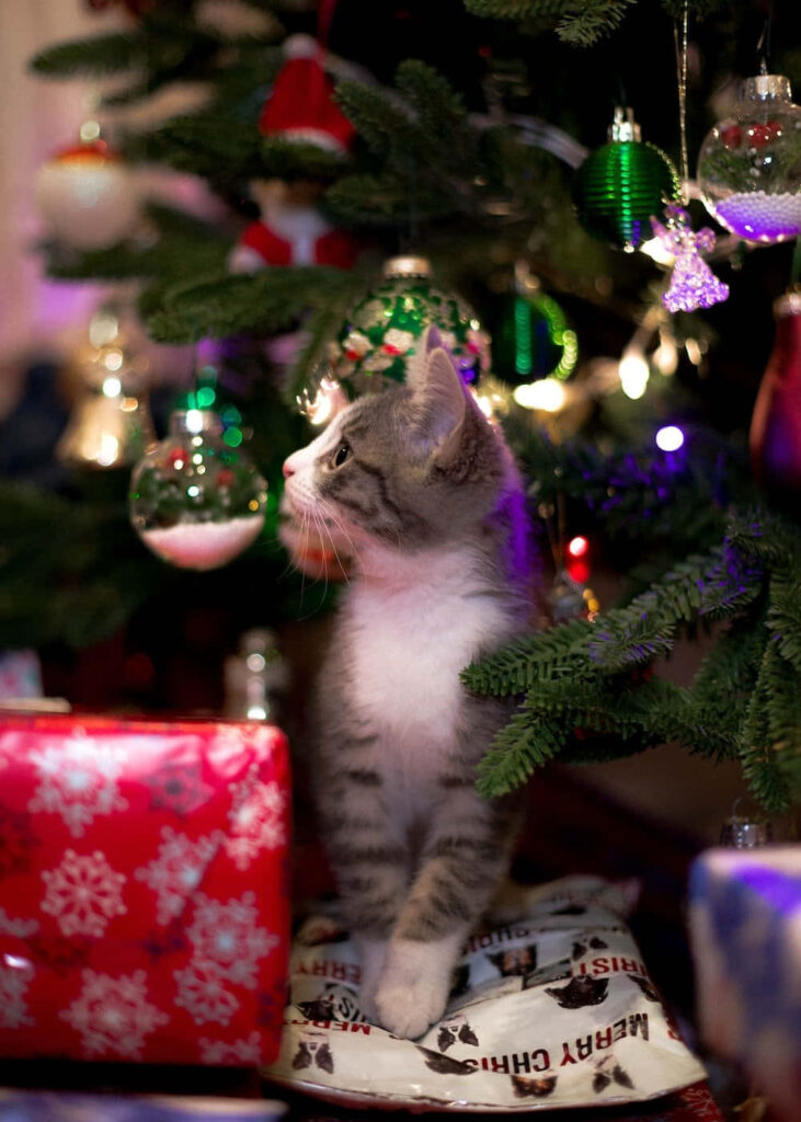 Fluffy Cat Beneath a Festive Christmas Tree with Colorful Ornaments Wallpaper