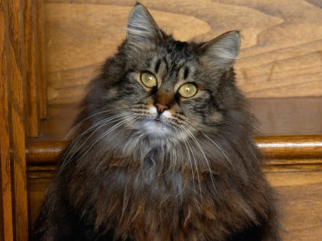 Fluffy Cat Wallpaper: Cozy Vibes with Captivating Gaze