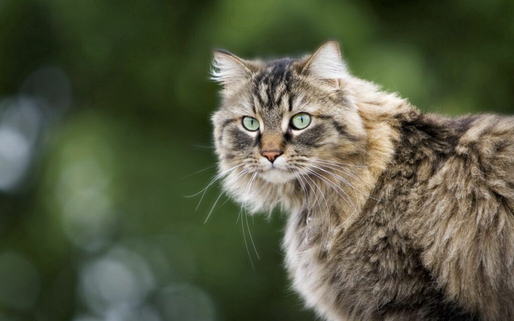 Enchanting Fluffy Cat Wallpaper with Striking Eyes and Soft Background