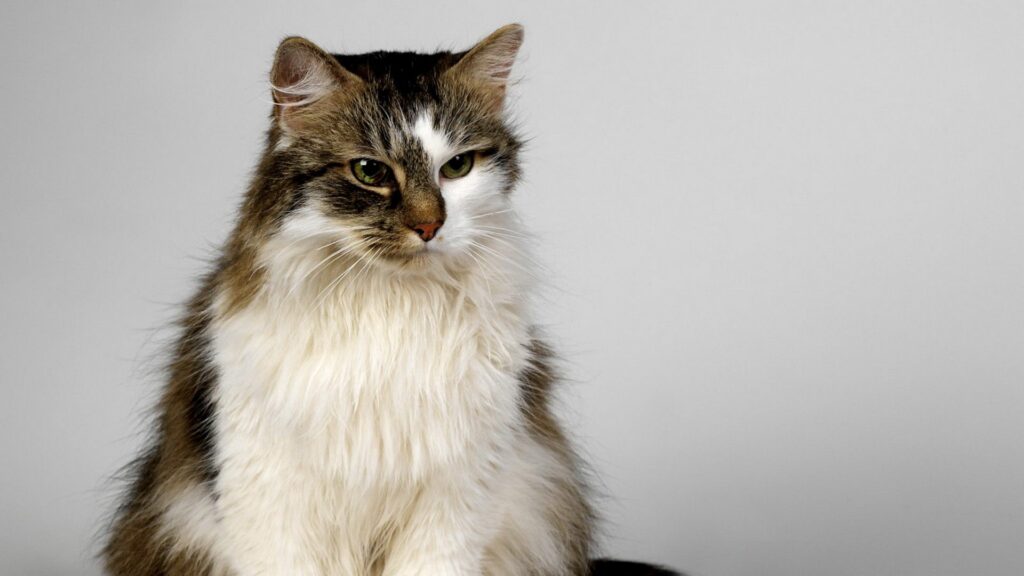 Fluffy Cat Wallpaper: Captivating Gaze on Neutral Background - 1920x1080
