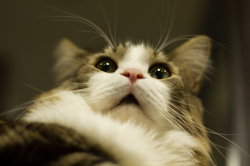 High-Res Wallpaper of an Adorable Fluffy Cat with Expressive Eyes