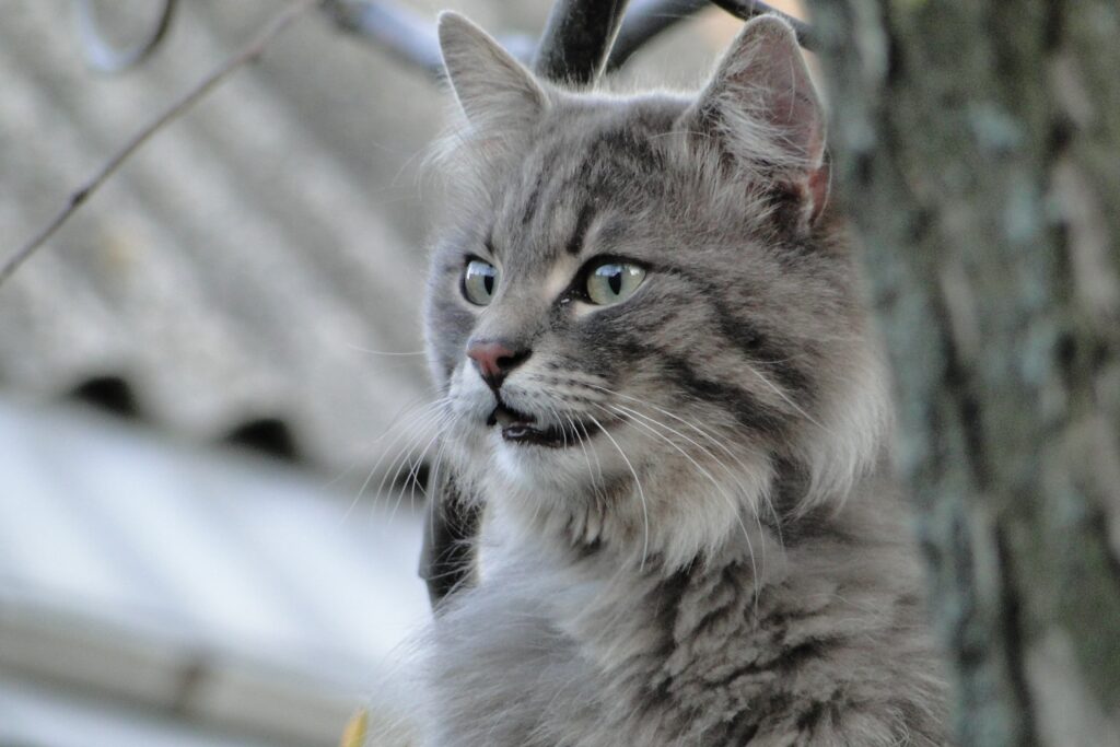 Fluffy Cat Close-Up: Intense Eyes & Soft Coat Against Blurred Background Wallpaper