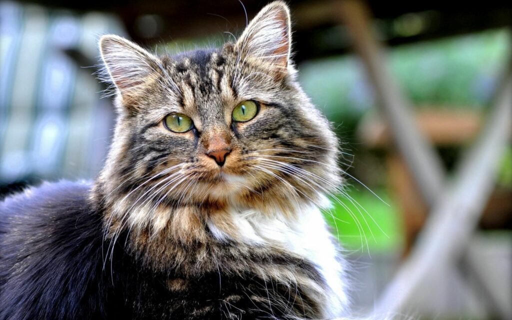 Mesmerizing Fluffy Cat Wallpaper with Blurred Background - 1680x1050