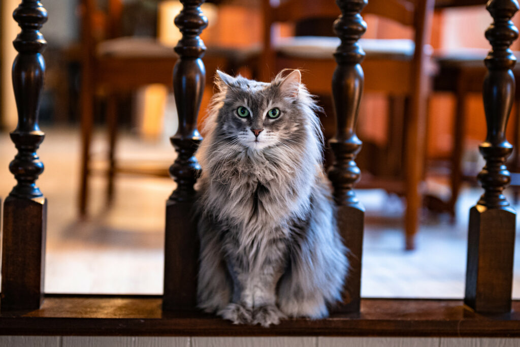 Fluffy Cat Between Ornate Pillars: Cozy Home Wallpaper