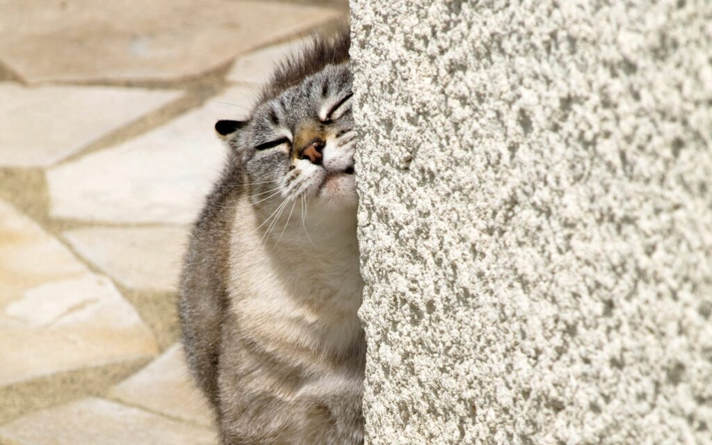 Fluffy Cat Blissfully Rubbing Face on Textured Wall - Serene Background Wallpaper