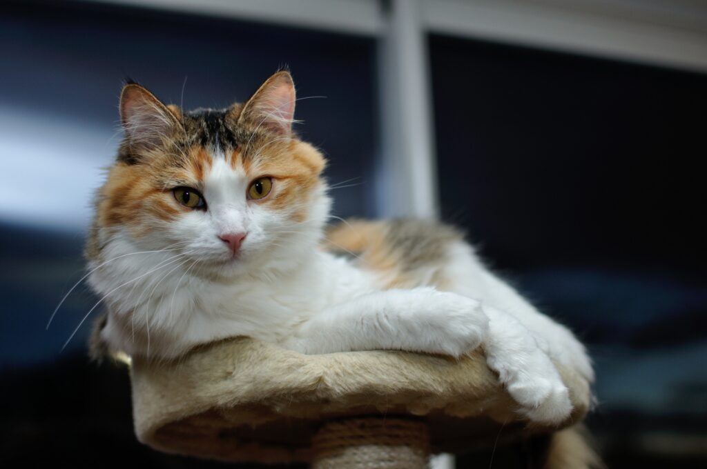 Fluffy Cat Wallpaper: Serene Gaze & Soft Fur Background