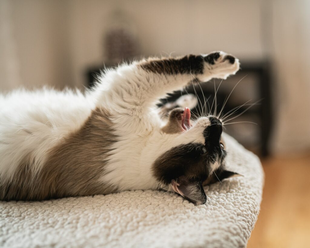 Charming Fluffy Cat Yawning - Playful Wallpaper Background