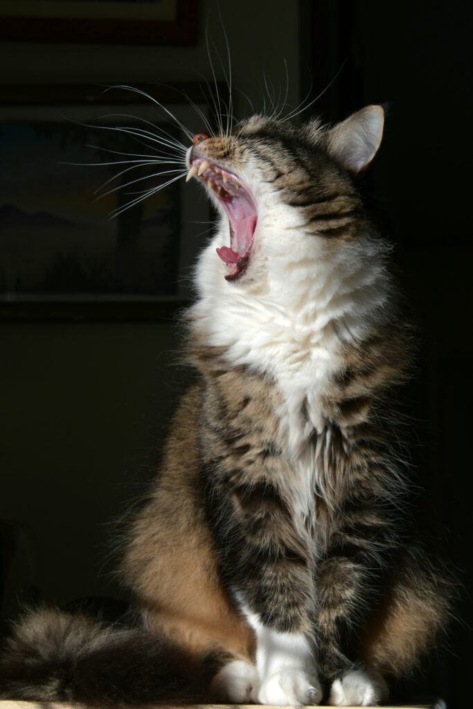 Fluffy Cat Yawning: High-Resolution Wallpaper with Whiskers & Fur