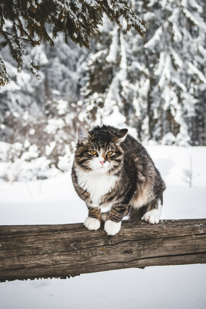 Fluffy Cat on Wooden Log in Serene Snowy Landscape Wallpaper