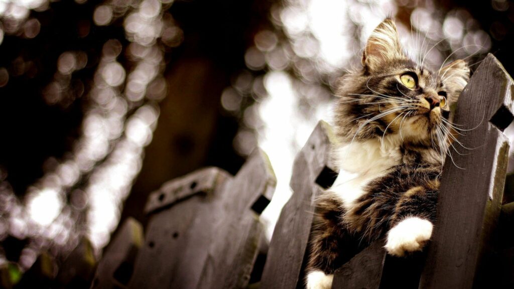 Fluffy Cat on Wooden Fence with Blurred Background Expression Wallpaper