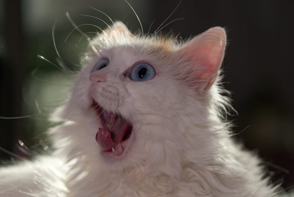 Playful Fluffy Cat with Bright Blue Eyes – Whimsical Wallpaper