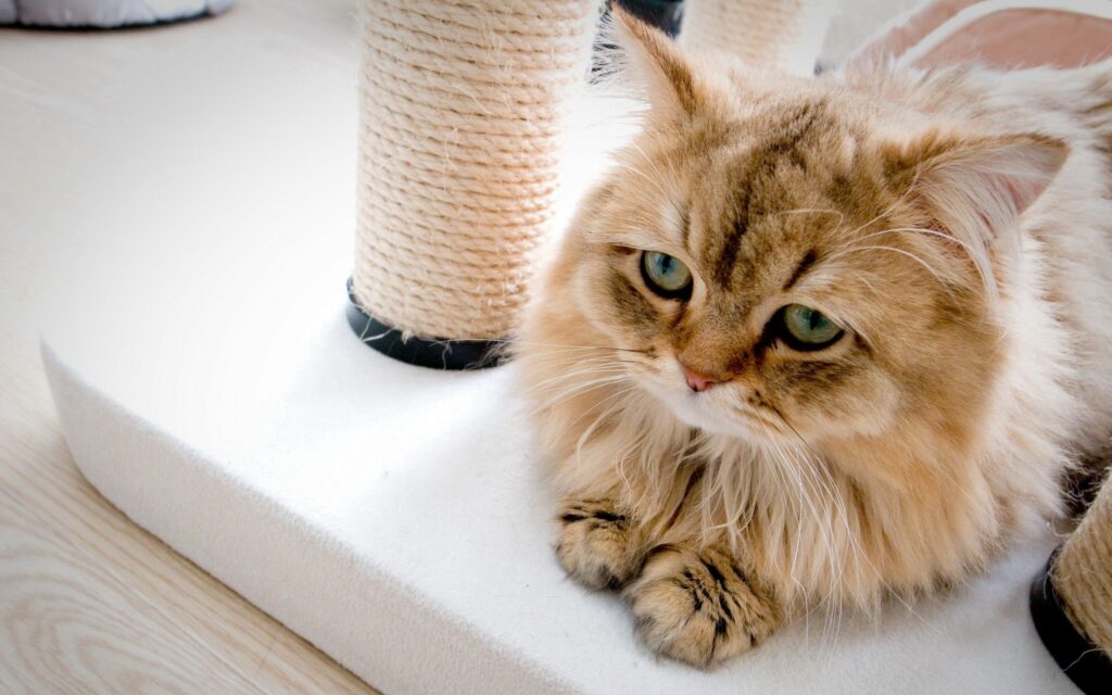 Fluffy Cat with Expressive Eyes Lounges Calmly on Cat Tree Wallpaper