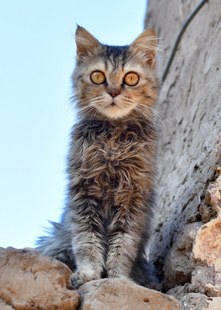 Fluffy Cat with Golden Eyes Among Stones – Serene Wallpaper