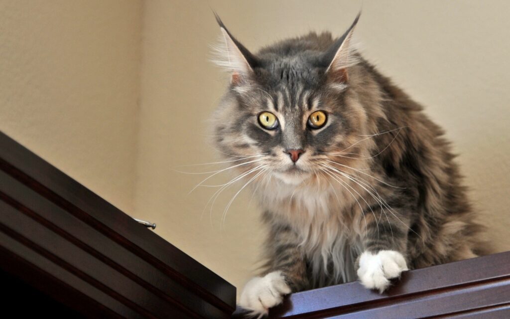 Surprised Fluffy Cat on Wood: High-Res 2560x1600 Wallpaper