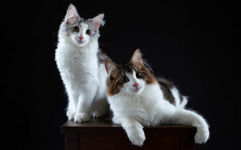 Fluffy Cats in Dark Background - 1680x1050 Warm Wallpaper