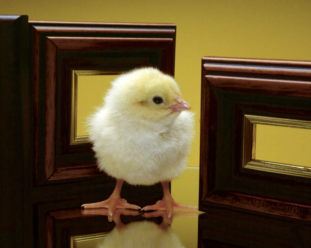 Fluffy Chick on Reflective Surface with Rustic Frames - Yellow Background Wallpaper