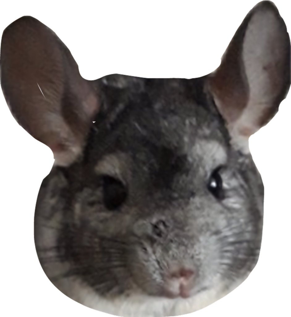 Chinchilla Portrait: Fluffy Fur & Big Ears Wallpaper on Transparent Background