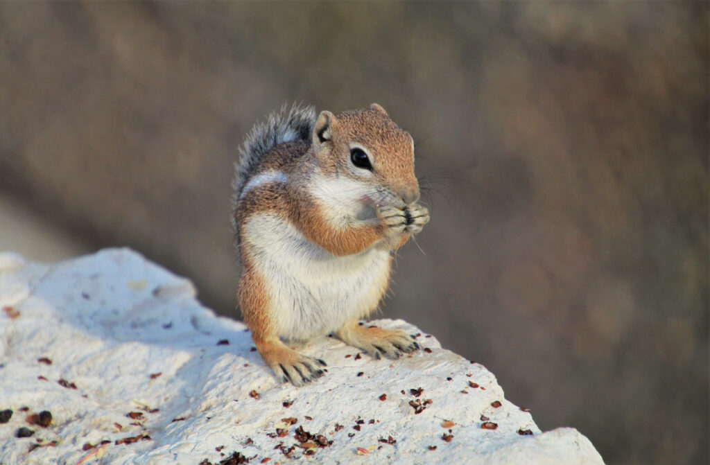 Adorable Chipmunk on Stone Background: Nibbling Seeds Wallpaper
