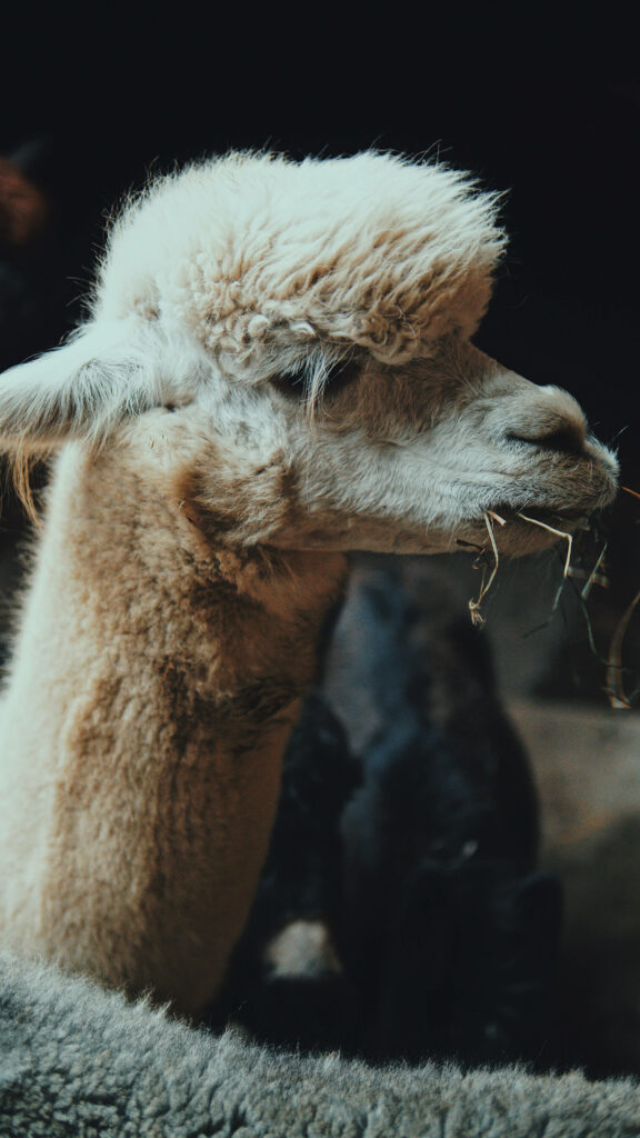 Fluffy creamy alpaca peacefully grazing on grass against dark background vibrant wallpaper