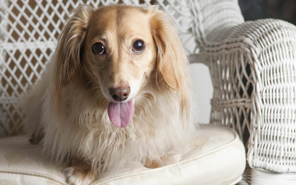 Fluffy Dachshund on Wicker Chair: Playful Pup with Bright Eyes Wallpaper