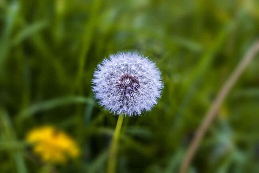 Close-Up Fluffy Dandelion Wallpaper on Blurred Green Background