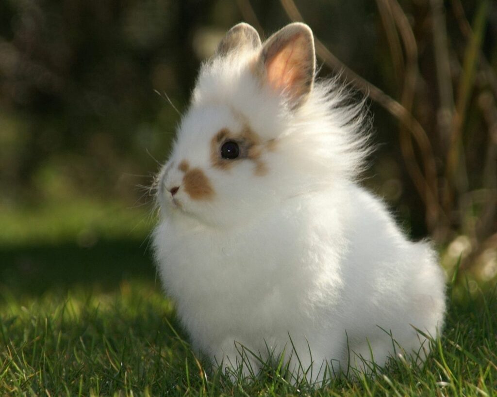 Charming Fluffy Rabbit Wallpaper - Soft Focus Outdoor Background