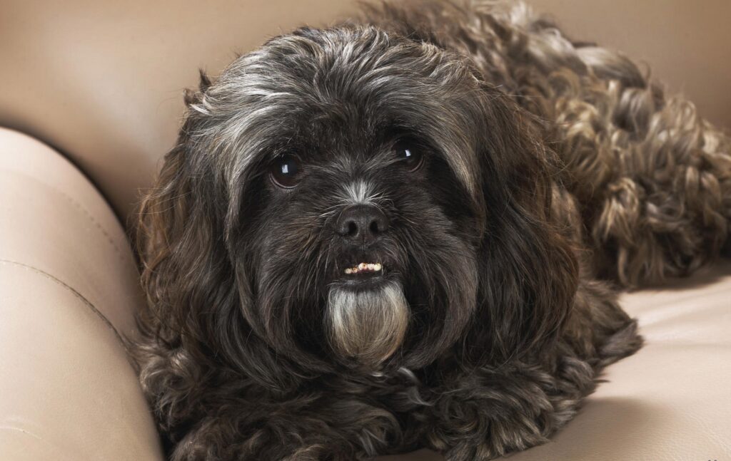 Close-Up of Fluffy Dog: Warm Wallpaper for Pet Lovers