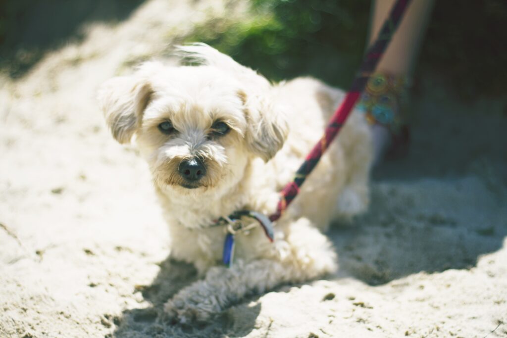 Fluffy Dog Relaxing on Sand: Colorful Leash and Gentle Expression Wallpaper