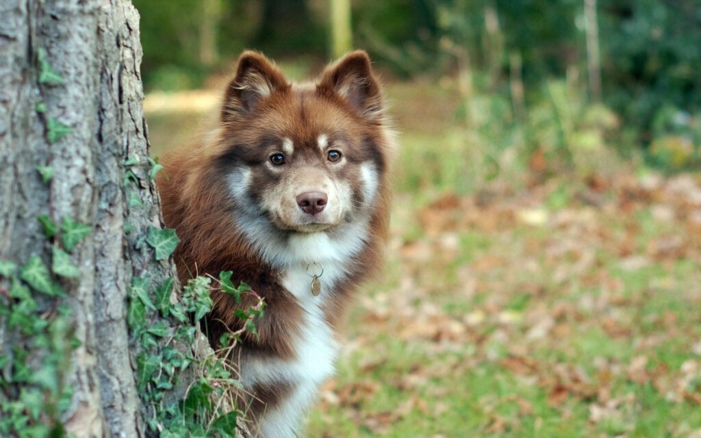 Fluffy Dog Peeking from Tree in Grassy Natural Background Wallpaper