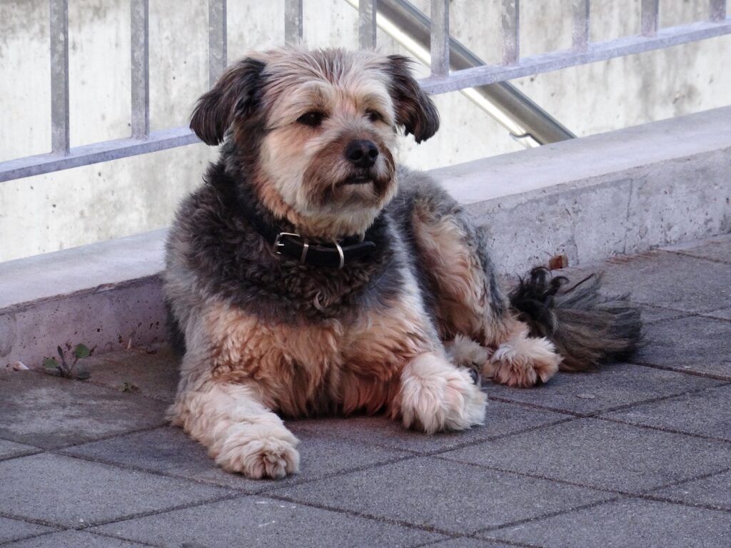 Fluffy Dog Resting on Paved Street - Serene Urban Wallpaper