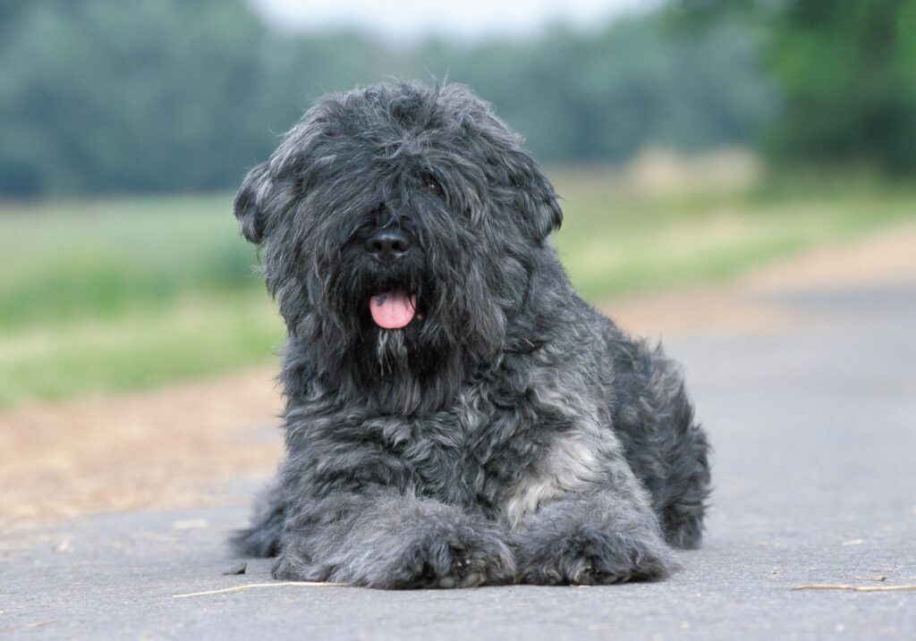 Fluffy Dog Relaxing on Asphalt Path - Serene Animal Wallpaper