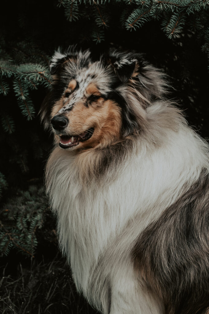 Serene Fluffy Dog in Lush Greenery - Majestic Wallpaper Background