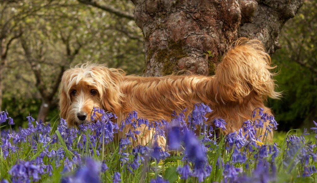 Fluffy Dog in Colorful Meadow: Tranquil Nature Wallpaper Background